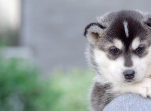 犬は卵巣がんの匂いを嗅ぐことができますか?