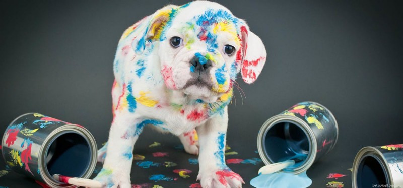 Kan hundar lukta färg?