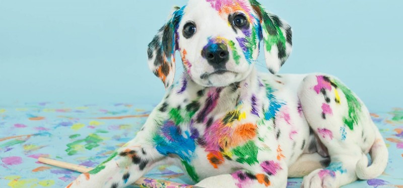 Kan hundar lukta färg?