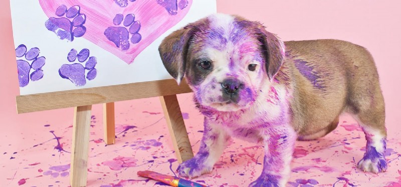 I cani possono annusare la vernice?