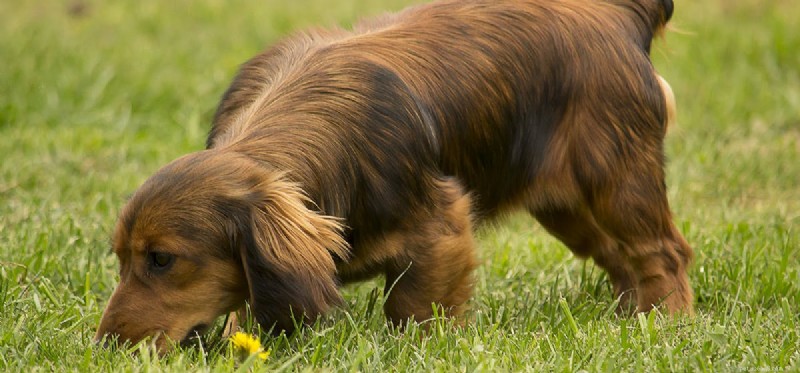犬は毒のにおいを嗅ぐことができますか?