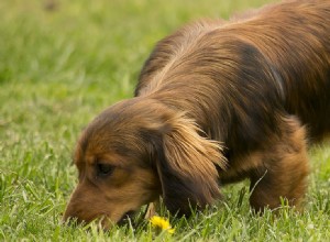 犬は毒のにおいを嗅ぐことができますか?