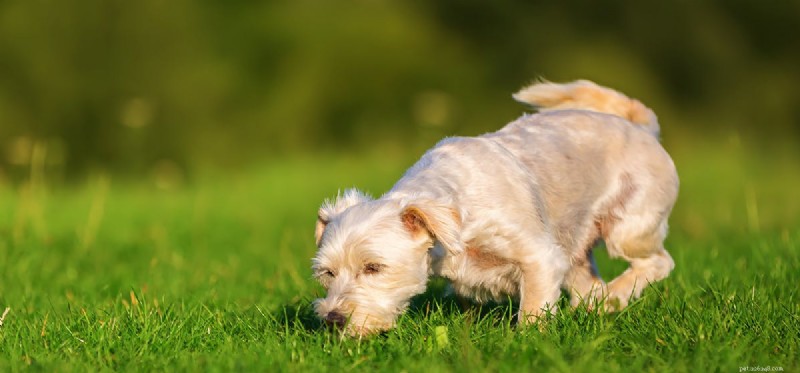 Kunnen honden vergif ruiken?
