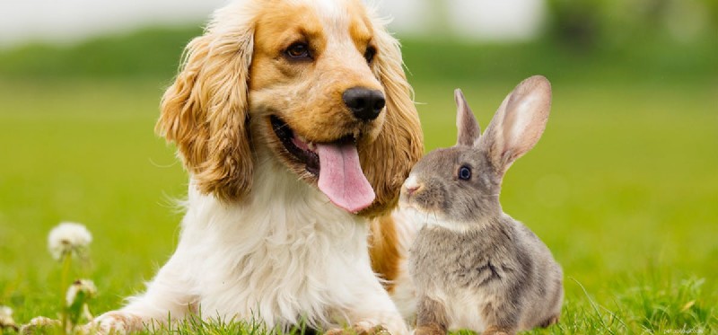 Os cães podem cheirar coelhos?