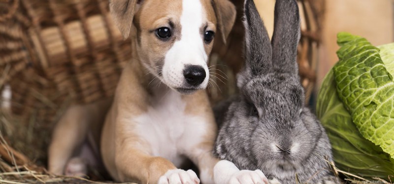 Kunnen honden konijnen ruiken?
