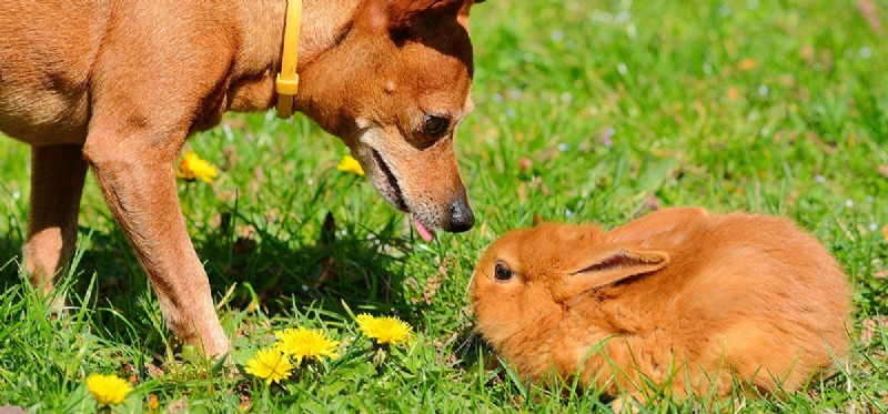 Os cães podem cheirar coelhos?