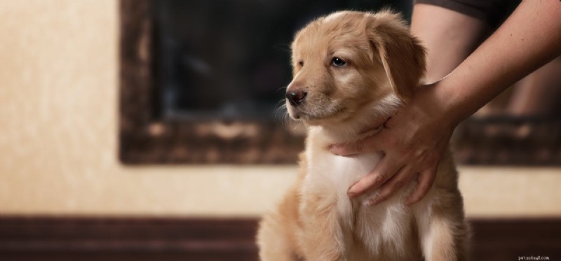 Os cães podem cheirar veneno de rato?