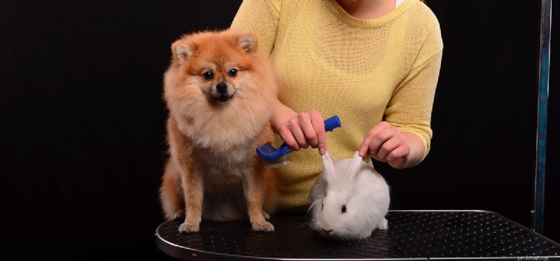 Kunnen honden konijnen ruiken?