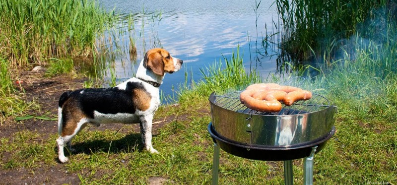 Les chiens peuvent-ils sentir la fumée ?