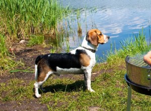 犬は煙のにおいを嗅ぐことができますか?