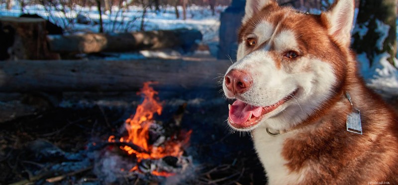 Os cães sentem cheiro de fumaça?