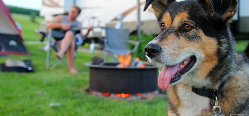 Les chiens peuvent-ils sentir la fumée ?