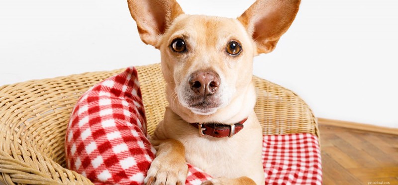 Os cães podem cheirar seus próprios peidos?
