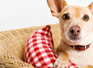 Můžou psi cítit vlastní prdy?
