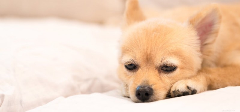 Os cães podem cheirar seus próprios peidos?