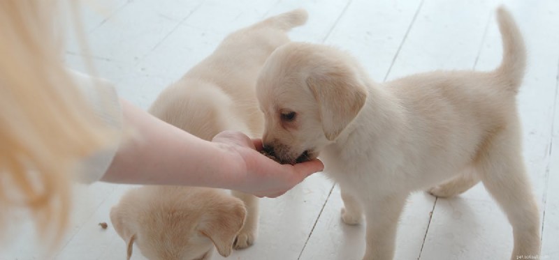 Kunnen honden hun eigen scheten ruiken?