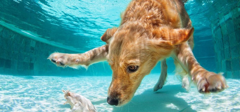 Kan hundar lukta under vattnet?