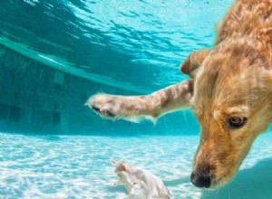 犬は水中のにおいを嗅ぐことができますか?