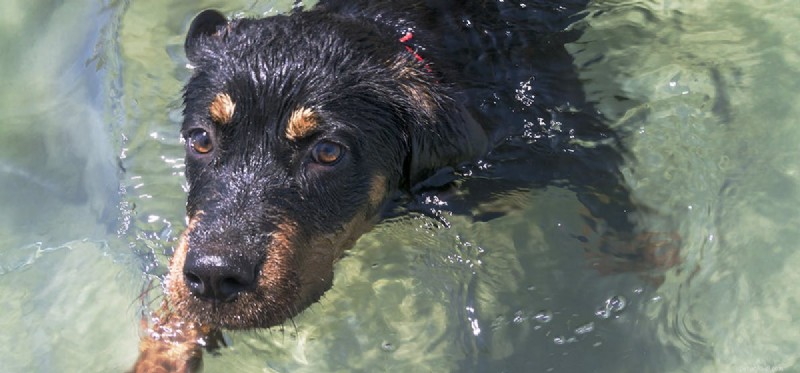 Kan hundar lukta under vattnet?