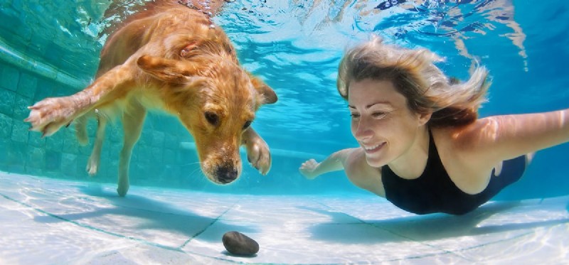 Os cães podem cheirar debaixo d água?