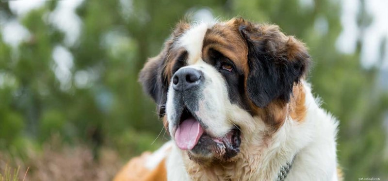 Kan hundar lida av hypertyreos?