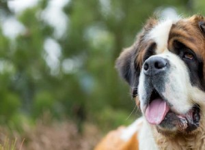 Mohou psi trpět hypertyreózou?