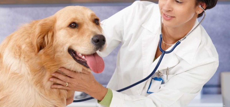 Kan hundar lida av hypertyreos?
