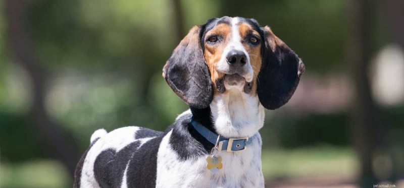 Os cães podem sofrer de hipertireoidismo?