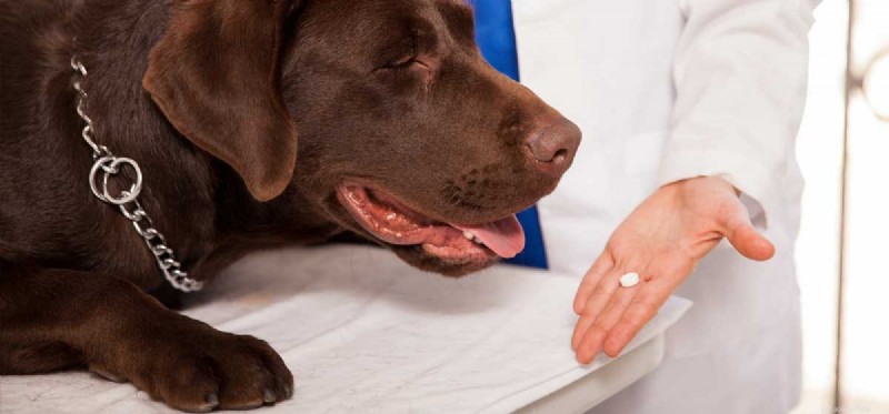 Kan hundar ta aspirin?
