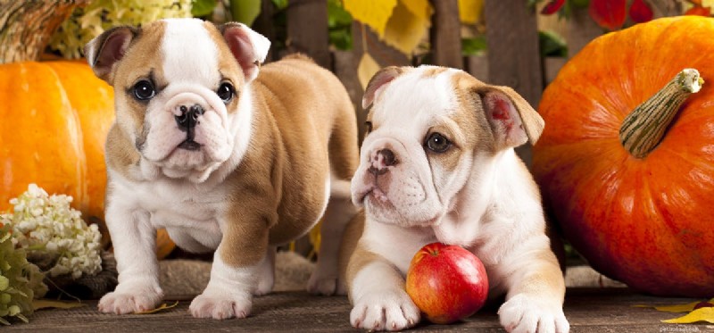 I cani possono assaggiare la zucca di ghianda?