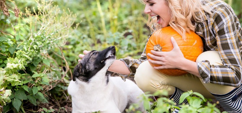 I cani possono assaggiare la zucca di ghianda?
