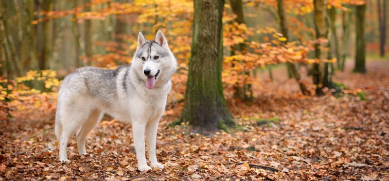 Kunnen honden amandelen proeven?