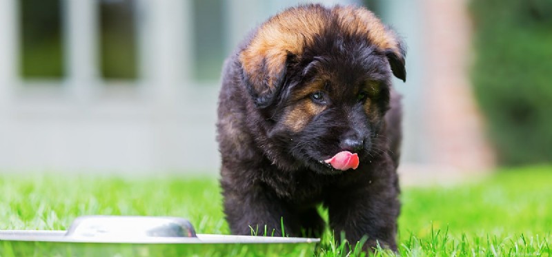 Os cães podem provar suco de aloe vera?