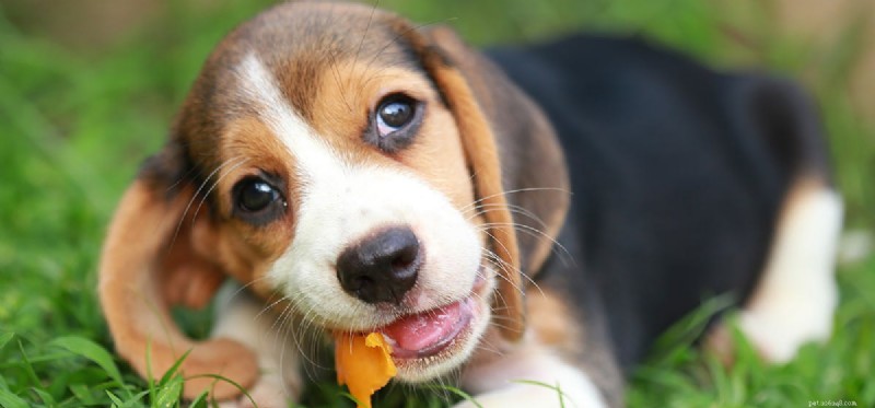 Os cães podem provar suco de aloe vera?