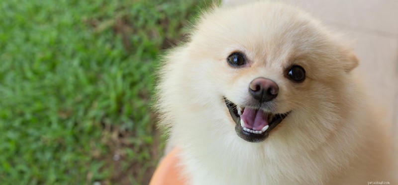 Os cães podem provar suco de aloe vera?