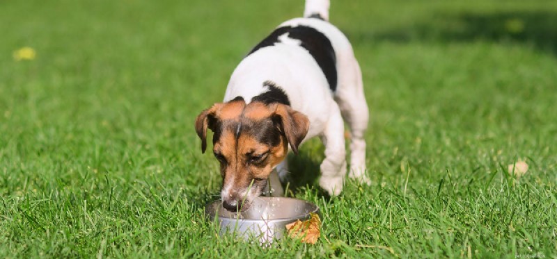 Os cães podem provar suco de aloe vera?