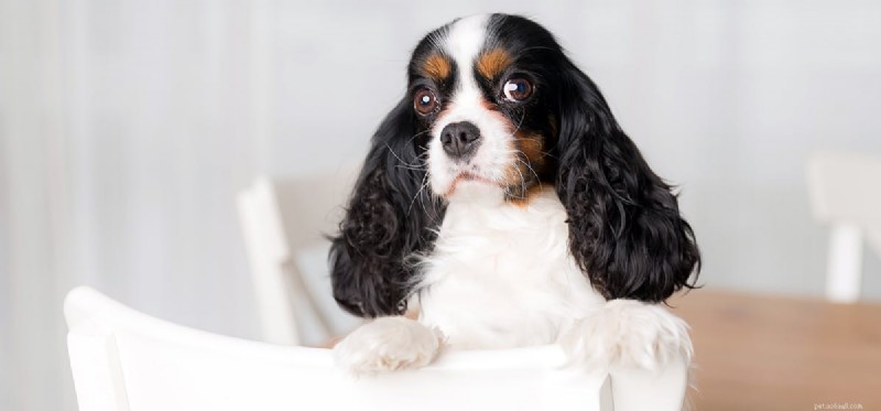 Kan hundar smaka kronärtskockor?