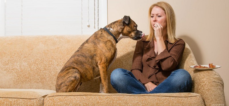 I cani possono assaggiare la pancetta?