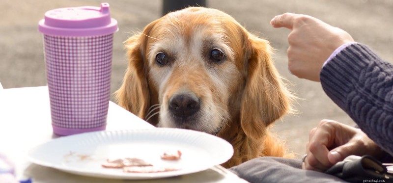 Kunnen honden spek proeven?