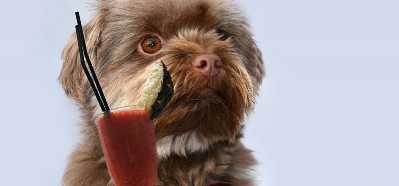 Os cães podem provar suco de beterraba?