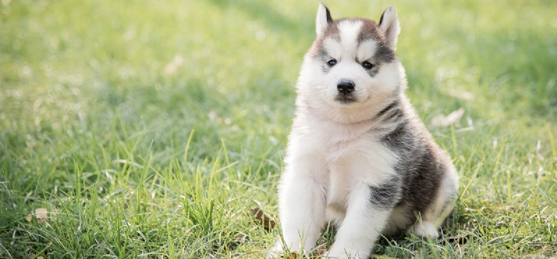 I cani possono assaggiare il succo di barbabietola?