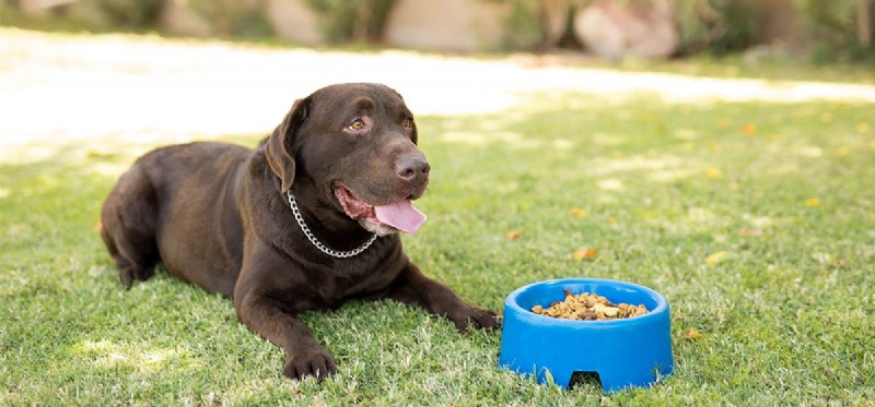 Kunnen honden bitterzoet eten proeven?