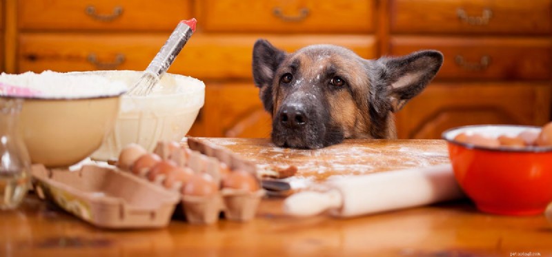 Могут ли собаки пробовать горько-сладкую пищу?
