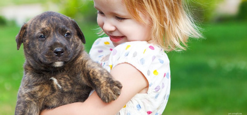 Les chiens peuvent-ils goûter les mûres ?