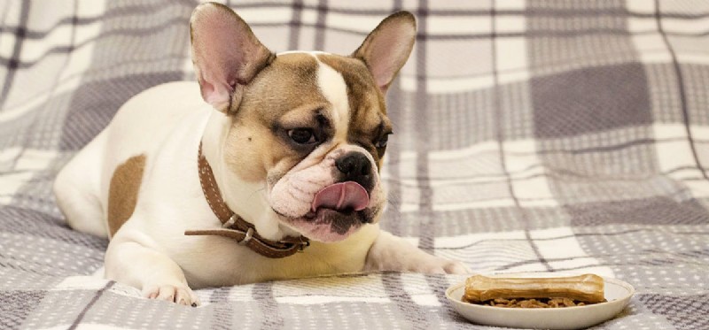 Os cães podem provar comida sem graça?