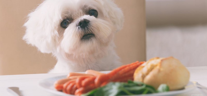 Os cães podem provar comida sem graça?