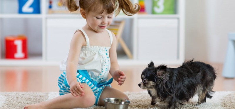 Můžou psi chutnat nevýrazné jídlo?