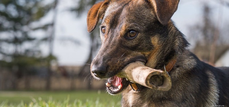 I cani possono assaggiare il brodo di ossa?