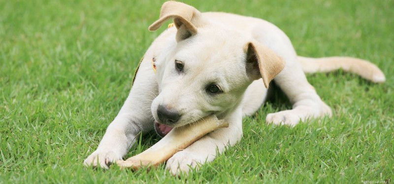 Os cães podem provar caldo de osso?