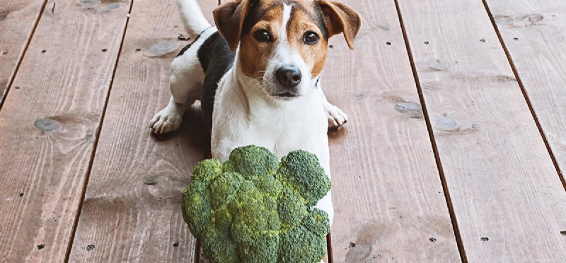 Kan hundar smaka broccoli?